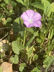 Convolvulus coelesyriacus