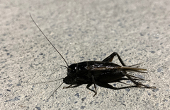 Teleogryllus commodus