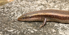 Eutropis lankae