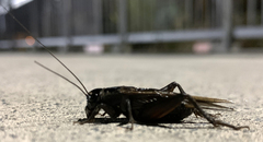 Teleogryllus commodus