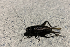 Teleogryllus commodus