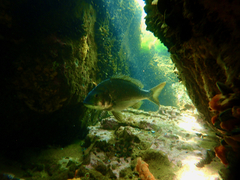 Acanthopagrus butcheri