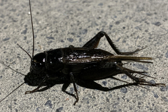 Teleogryllus commodus