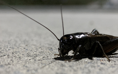 Teleogryllus commodus