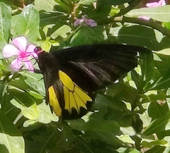 Troides minos