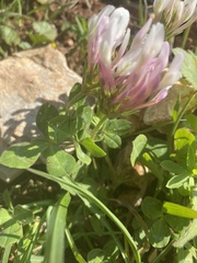 Trifolium clypeatum
