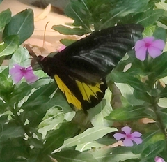 Troides minos