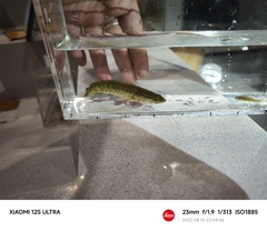 Channa argus