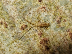 Entomobryoidea