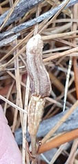 Gastrodia minor