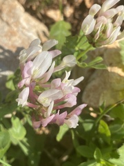 Trifolium clypeatum