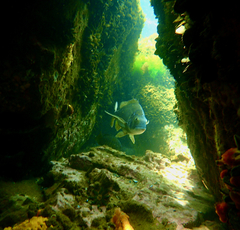 Acanthopagrus butcheri