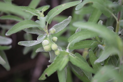 Rhopalomyia audibertiae