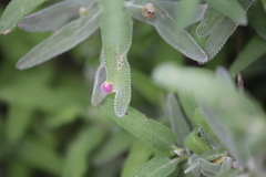 Rhopalomyia audibertiae