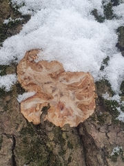 Phlebia radiata