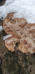 Phlebia radiata