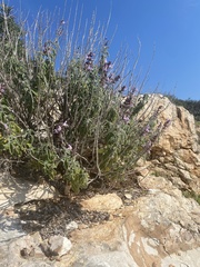 Salvia fruticosa