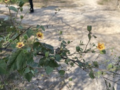 Abutilon trisulcatum