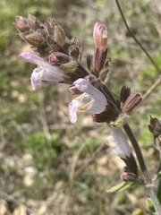Salvia fruticosa