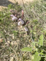 Salvia fruticosa