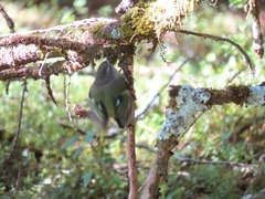 Acanthisitta chloris