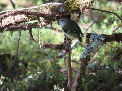 Acanthisitta chloris