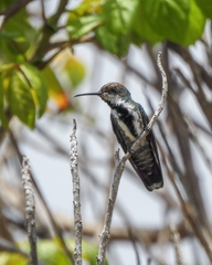 Anthracothorax nigricollis