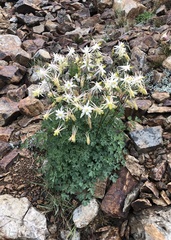 Aquilegia pubescens