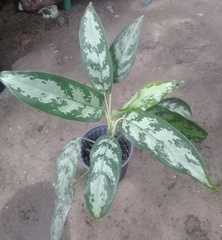 Aglaonema modestum