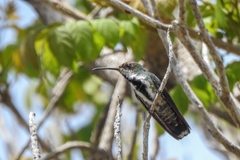 Anthracothorax nigricollis