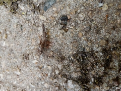 Platycypha amboniensis