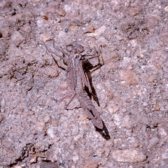 Platycypha amboniensis