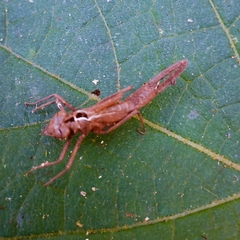 Platycypha amboniensis
