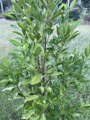 Acronychia imperforata