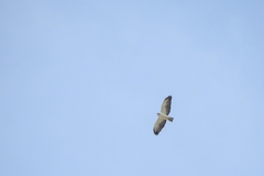 Buteo brachyurus