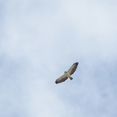 Buteo brachyurus