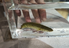 Channa argus