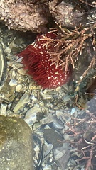 Cribrinopsis albopunctata