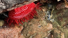 Cribrinopsis albopunctata