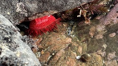 Cribrinopsis albopunctata