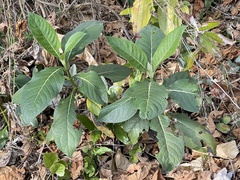 Trichodesma calycosum