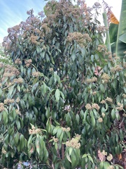 Backhousia citriodora