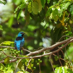 Dacnis cayana
