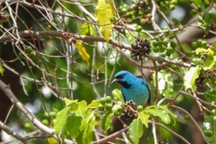 Dacnis cayana