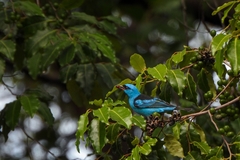 Dacnis cayana