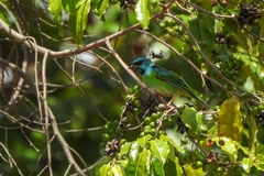 Dacnis cayana