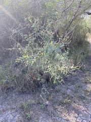 Abutilon trisulcatum