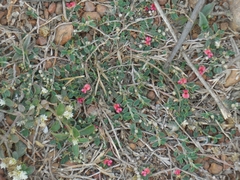 Indigofera linifolia