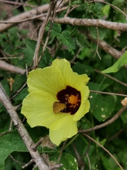 Hibiscus calyphyllus