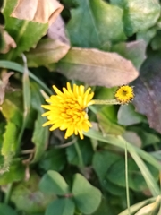 Crepis vesicaria